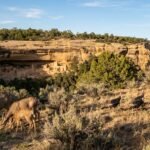 Animals in Mesa Verde National Park