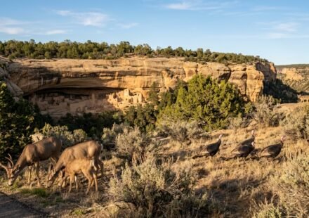 Animals in Mesa Verde National Park