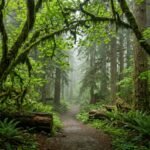 Best National Parks West Coast