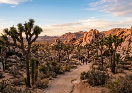 Joshua National Park