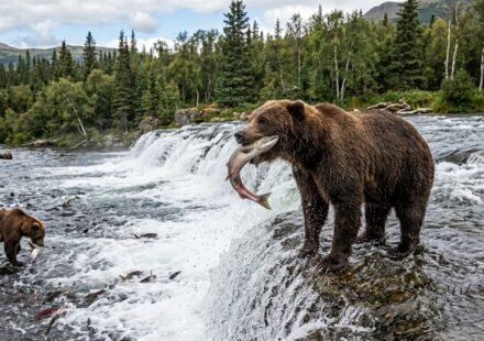 Katmai National Park Salmon Run