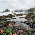 Olympic National Park Tide Pools