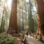 One day in Sequoia National Park