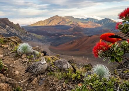 Wildlife in Haleakala National Park
