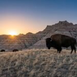 Animals at Badlands National Park
