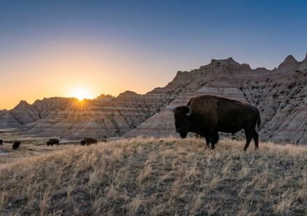 Animals at Badlands National Park