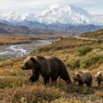 Denali National Park Bears